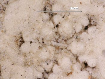 Media type: image; Invertebrate Zoology OPH-1159